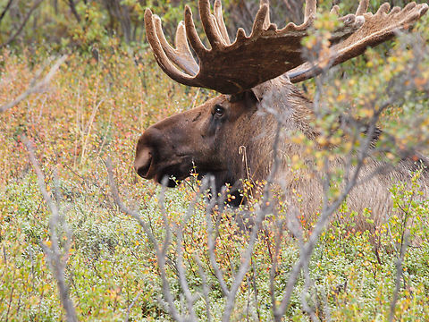 Rack em' up bull moose in Denali National Park Alces alces,Moose
