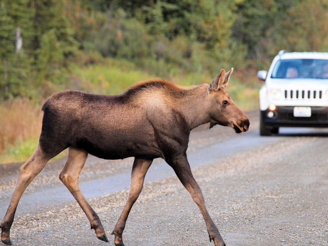 Moose Crossing Denali National Park Alces alces,Moose