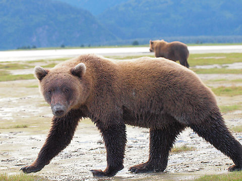 Walk On By Chinitna Bay, AK Brown Bear,Ursus arctos