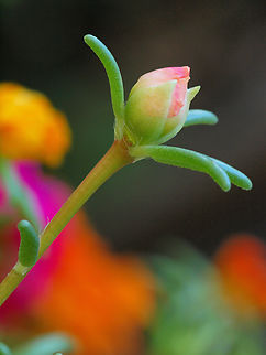 Portulaca sundial feast for the eyes Portulaca oleracea,potulaca