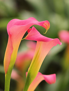 Caress calla lilies expressing beauty