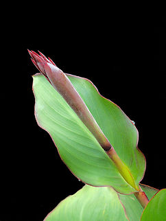 Canna Lily Pre-Bloom is Beautiful perhaps Canna indica