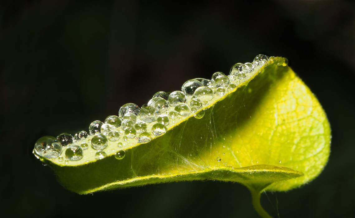After the Rain drops on garden leaf