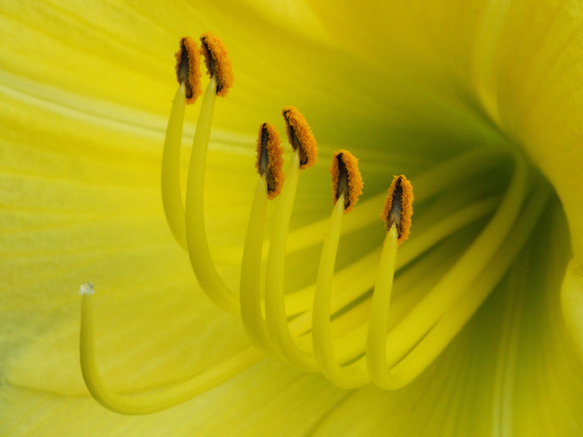 Star of Gold Hemerocallis Stella de Oro
