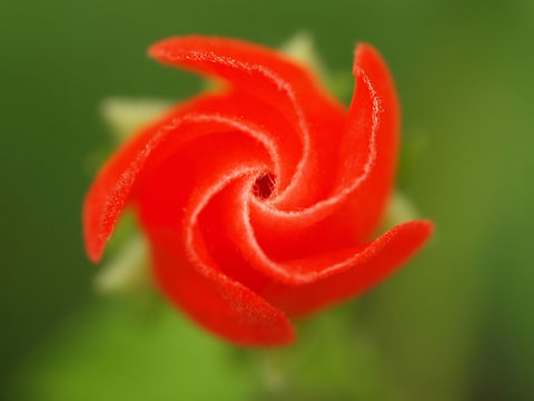 The Red Spiral Turk's Cap Malvaviscus arboreus,Turk's Cap