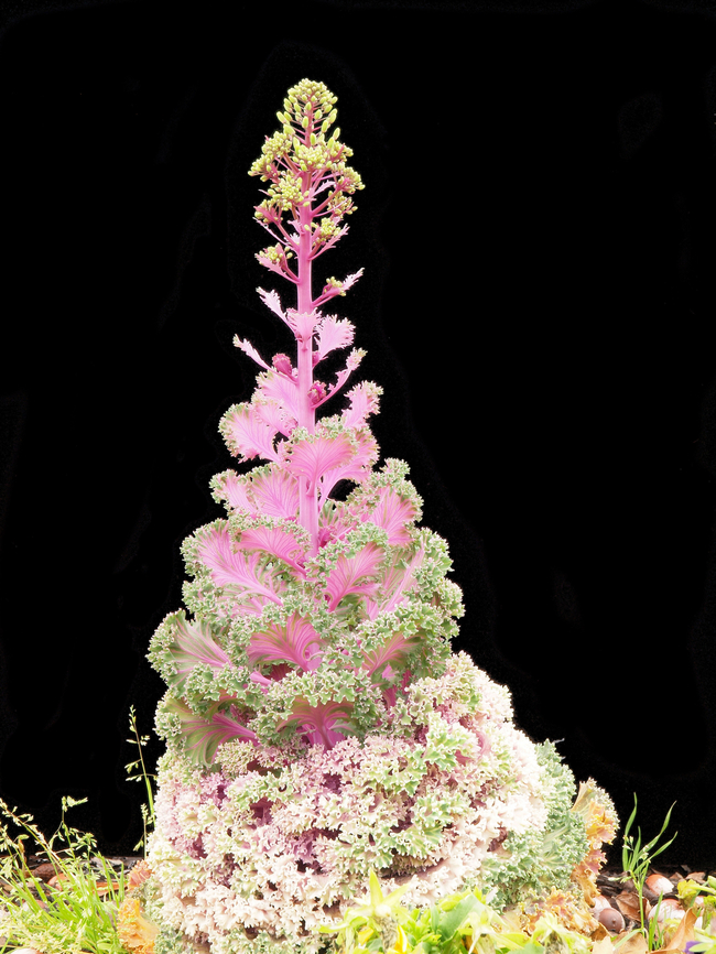 Kale, Decorative Cabbage Brassica oleracea, decorative cabbage puts out a sprout of treelike pink beauty. Brassica oleracea,Kale