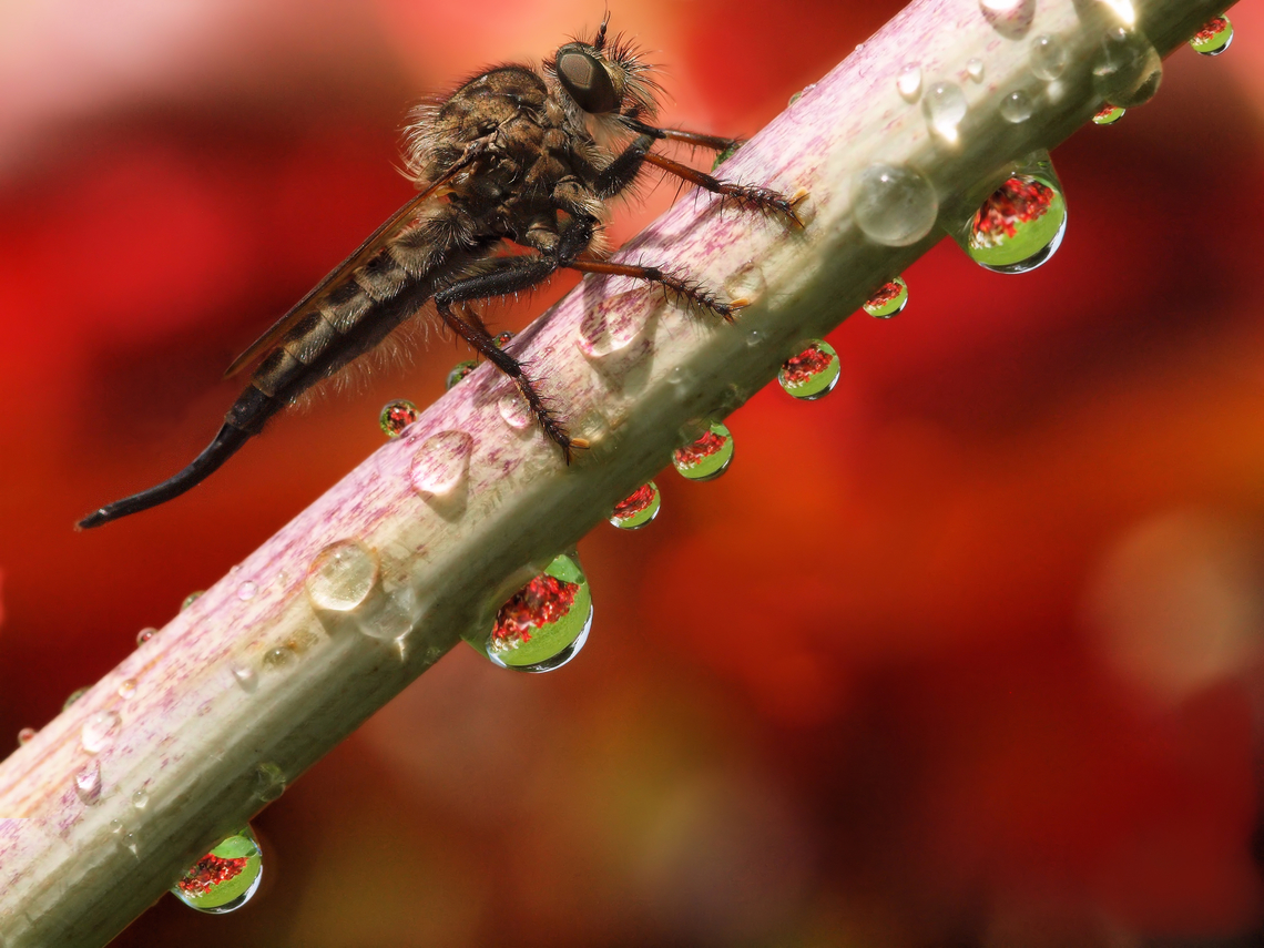 Beast and Beauty Robber fly in North Texas shares a bubbly branch by the begonias. Diptera: Asilidae according to my search engine. Efferia aestuans,Neoinamus cyanurus,Neoitamus cyanurus,robber Fly