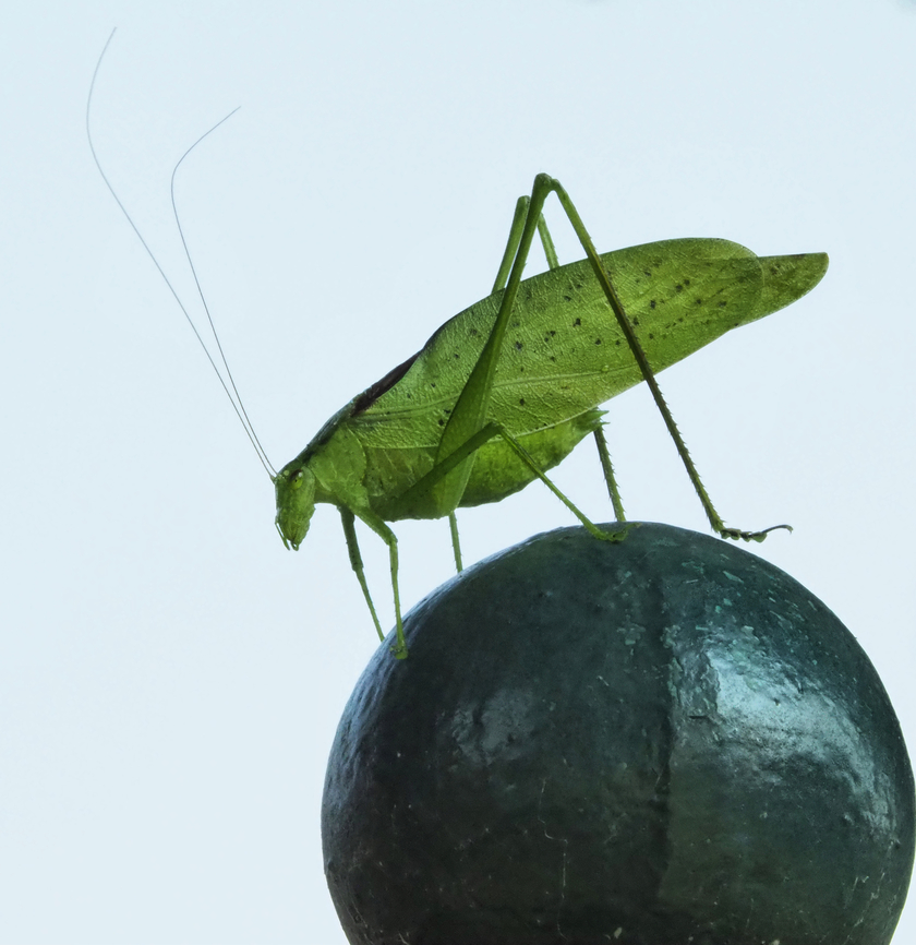 Aren't you simply a Katydid? A common name for this bug here in Texas is a Katydid. Paracrytophyllus ? katydid