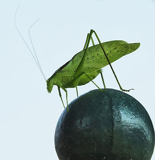 Aren't you simply a Katydid? A common name for this bug here in Texas is a Katydid. Paracrytophyllus ? katydid