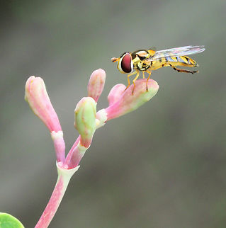 Hover Fly Syrphid fly