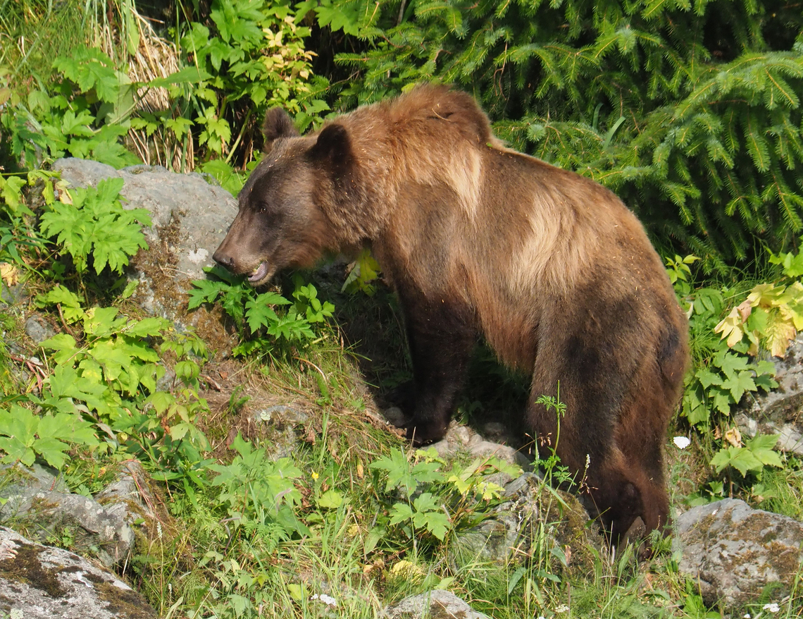 What Hump? grizzly bear near Chilkoot River north of Haines, AK Brown Bear,Ursus arctos