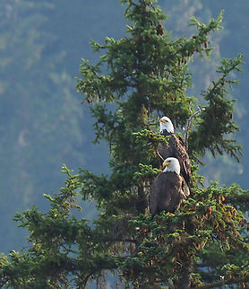 A Nesting Pair? bald eagles Chilkoot River, AK Bald Eagle,Haliaeetus leucocephalus