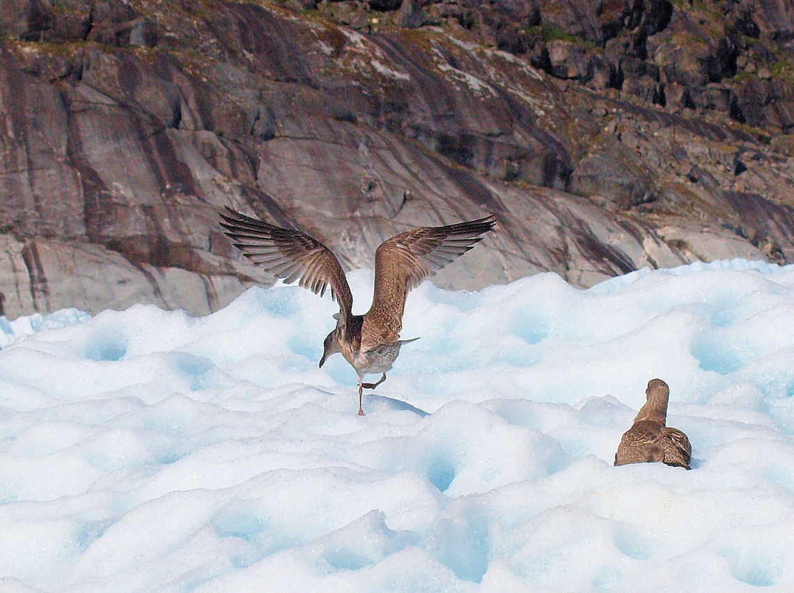 A Tern in Alaska On glacier near Petersburg, AK. Not sure if tern or gull.