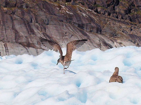 A Tern in Alaska On glacier near Petersburg, AK. Not sure if tern or gull.