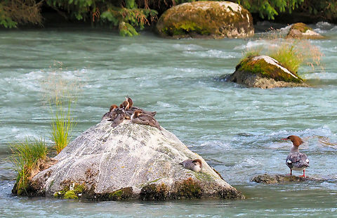 Chicks on the rock Merganser Mom and babies , Chilkoot River, AK Common merganser,Mergus merganser