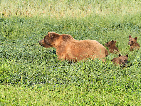 Brown Bear with three cubs playing in, and eating the grasses along Chilkoot River near Haines, AK Brown Bear,Ursus arctos