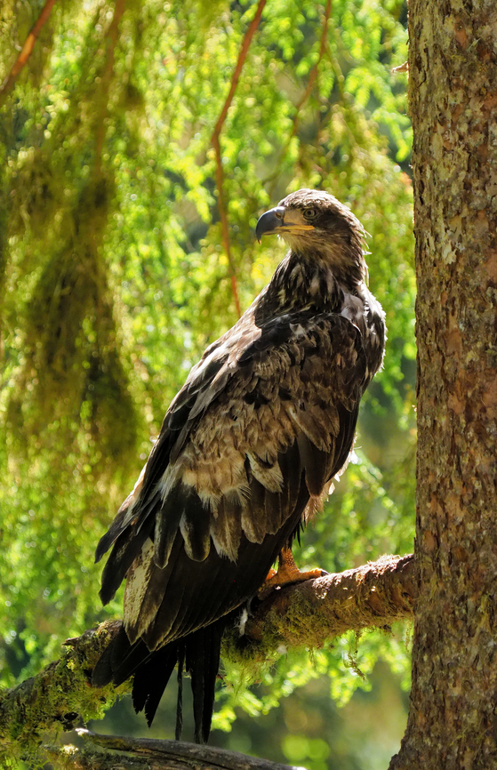 Juvenile Bald Eagle photographed at Anan Bear Observatory, south of Wrangell, AK Bald Eagle,Haliaeetus leucocephalus