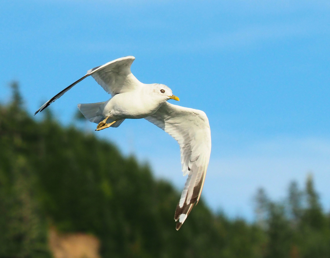 Short - billed sea gull in Wrangell, AK Sea gulls offer  a plentiful source of  practice subjects when trying to master birds in flight photography. Larus brachyrhynchus,Short-billed gull