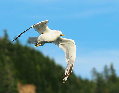 Short - billed sea gull in Wrangell, AK Sea gulls offer  a plentiful source of  practice subjects when trying to master birds in flight photography. Larus brachyrhynchus,Short-billed gull