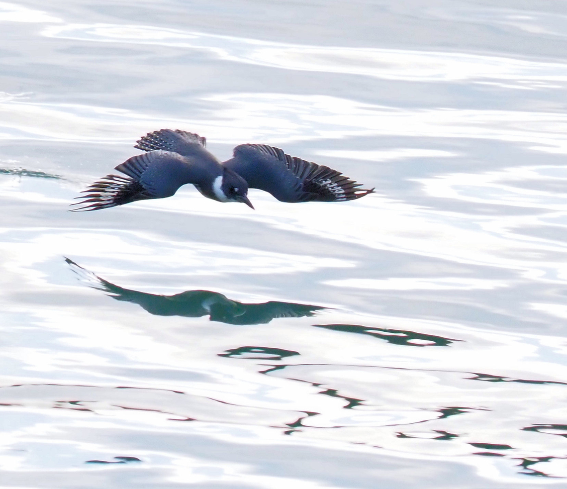 Belted Kingfisher in harbor, Wrangell AK  Belted kingfisher,Megaceryle alcyon