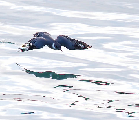 Belted Kingfisher in harbor, Wrangell AK  Belted kingfisher,Megaceryle alcyon
