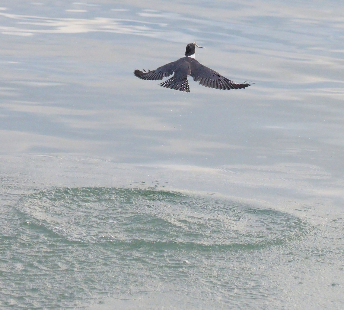 Out of the sea with a snack Belted Kingfisher and treat, Wrangell, AK Belted kingfisher,Megaceryle alcyon