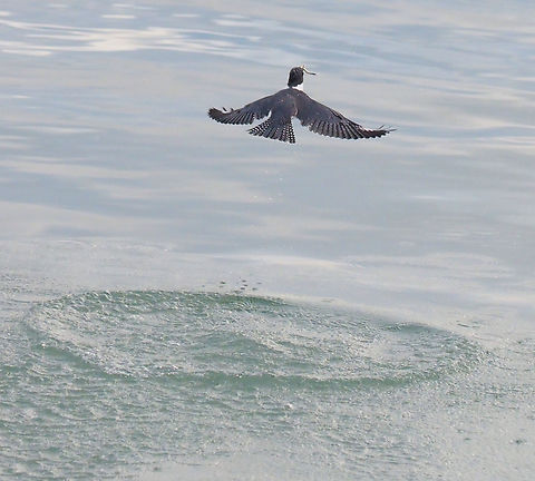 Out of the sea with a snack Belted Kingfisher and treat, Wrangell, AK Belted kingfisher,Megaceryle alcyon