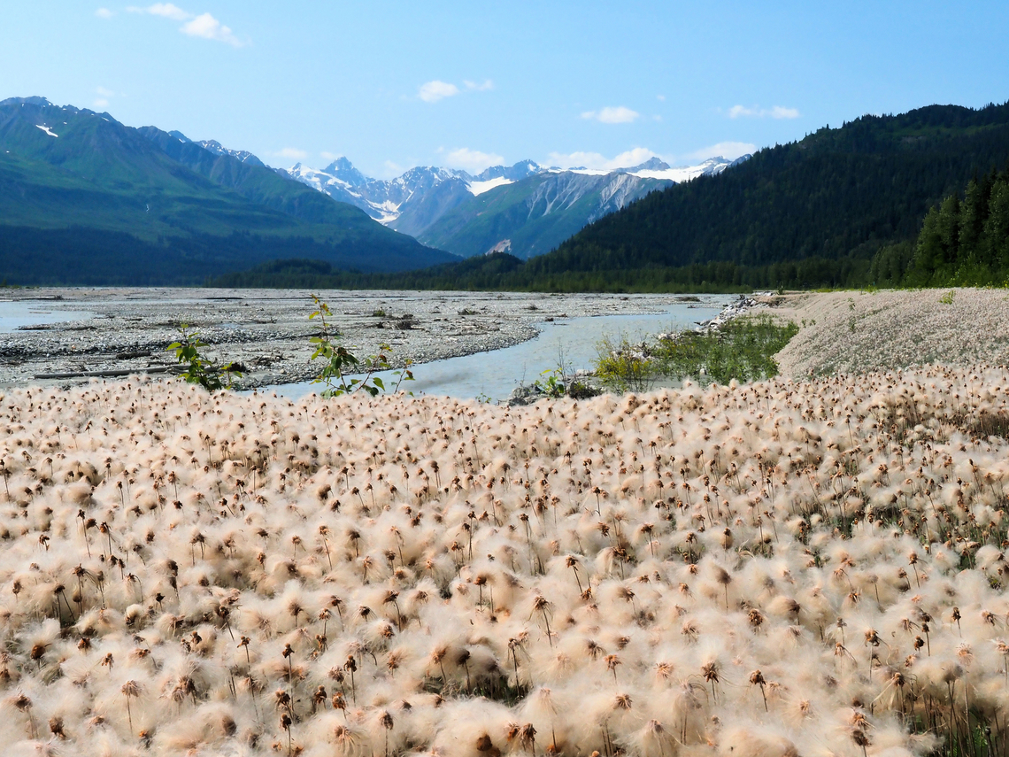 Cotton Grass along Chilkat River. Alaska cotton grass along Haines Road.  Eriophorum   Eriophorum angustifolium,cotton grass,eriphorum