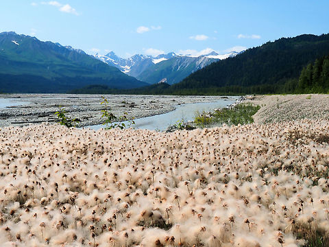 Cotton Grass along Chilkat River. Alaska cotton grass along Haines Road.  Eriophorum   Eriophorum angustifolium,cotton grass,eriphorum