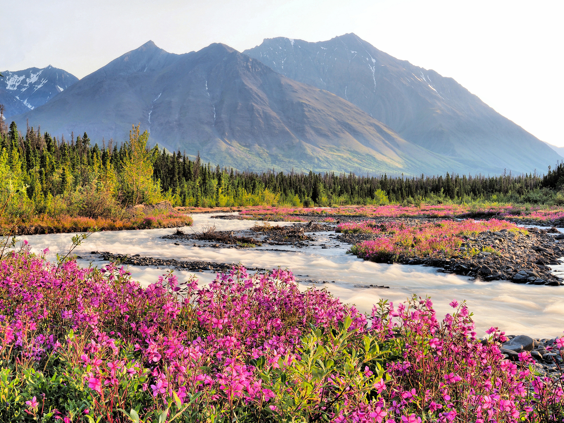 Quill Creek and fireweed View at Quill Creek near Haines Junction in Yukon.Seen on Haines road.  July 2018 Chamerion angustifolium,Fireweed
