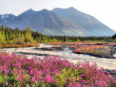 Quill Creek and fireweed View at Quill Creek near Haines Junction in Yukon.Seen on Haines road.  July 2018 Chamerion angustifolium,Fireweed