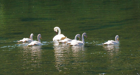 Seven swans a-swimming Trumpeter swans in British Columbia viewed along road between   Haines, AK and Haines Jct. YT Cygnus buccinator,Trumpeter Swan