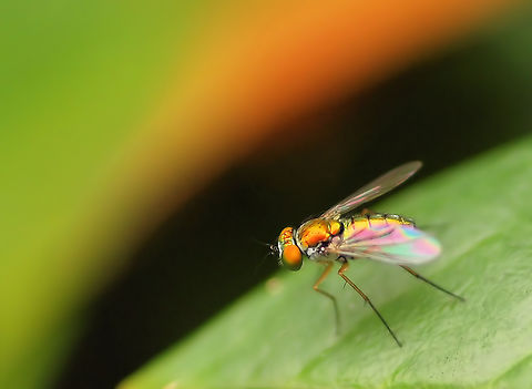 Common Long-Legged Fly.  sub- family sciapodinae condylostylus ? Condylostylus sipho,Condylostylus spp.,flies with long legs