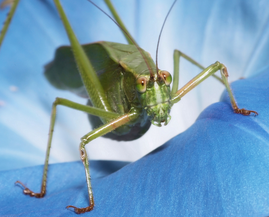 Look into my eyes …. (Katydid) order orthoptera;  family tettigoniidae.   Katydid is resting inside Morning Glory. Pterophylla  camellifolia,katydid,pterophylla camellifolia