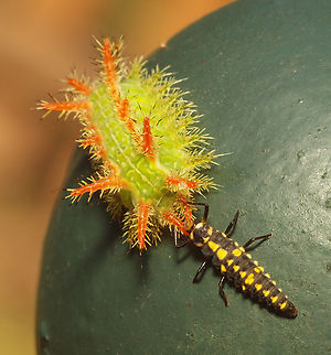 Euclea and Lady bug larvae Spiny Oak-slug and ladybug larvae having a face to face. Euclea incisa