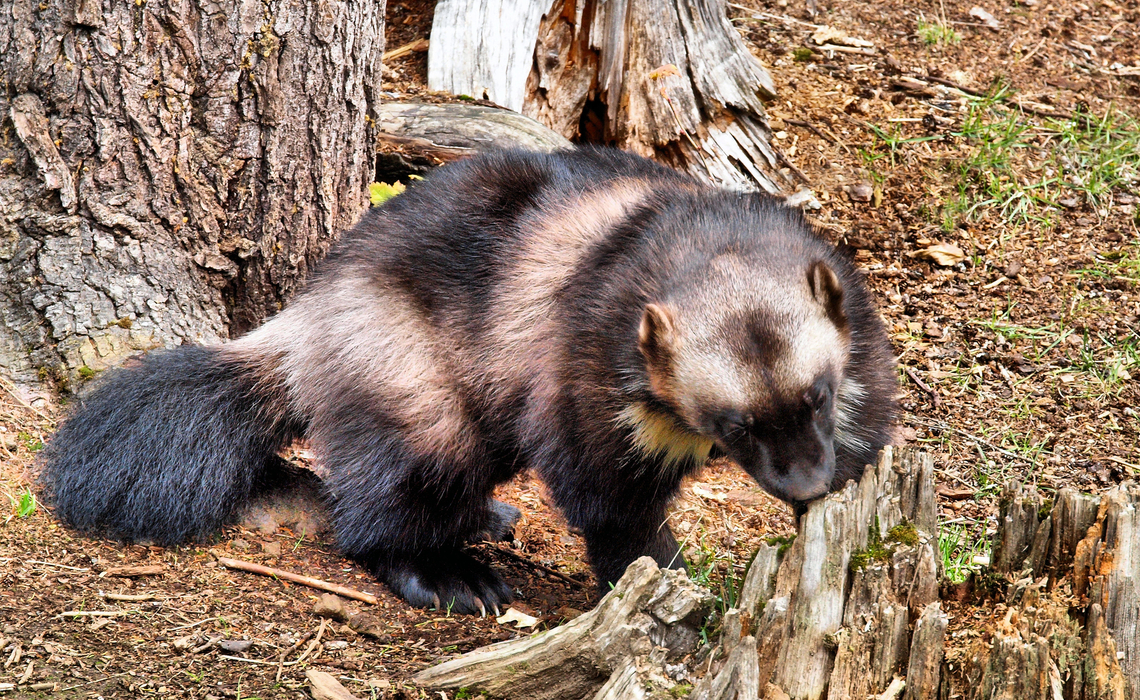 Wolverine(mustelidae) photographed at Kroschel Wildlife near Haines, AK Gulo gulo,Wolverine