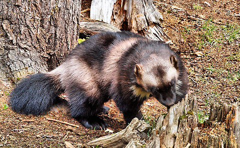 Wolverine(mustelidae) photographed at Kroschel Wildlife near Haines, AK Gulo gulo,Wolverine