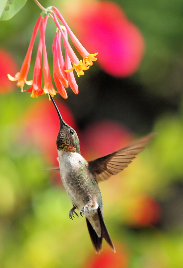 Hummers like tubular flowers male Ruby-Throat and honey suckle-coral bush Archilochus colubris,Ruby-throated hummingbird