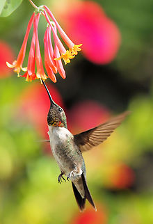 Hummers like tubular flowers male Ruby-Throat and honey suckle-coral bush Archilochus colubris,Ruby-throated hummingbird