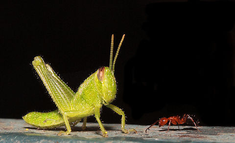 Once upon a time there was&hellip;&hellip;.a tiny Grasshopper and a huge Ant. need help with correct ID of grasshopper.(or ant) Grasshoppers