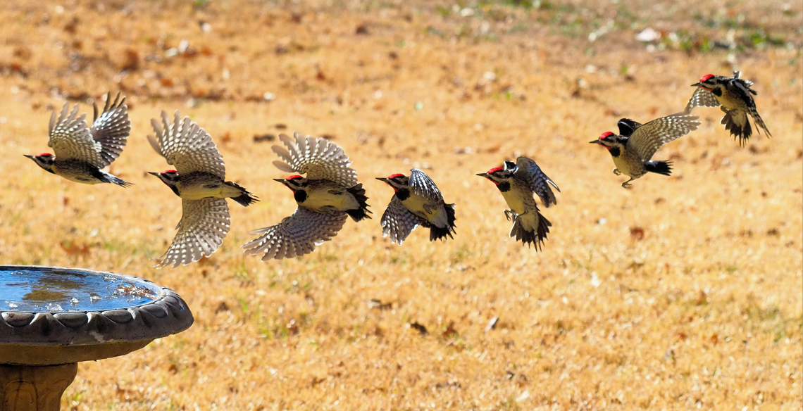 Composite tells a story of Yellow-Bellied Sapsucker Yellow bellied sapsucker, wanting to land, veers off from ice covered water in home birdbath. Body and wing positions using a composite, often provide more info than can be ascertained in one single frame.  Winter in N. Texas. Sphyrapicus varius,Woodpeckers,Yellow-bellied sapsucker
