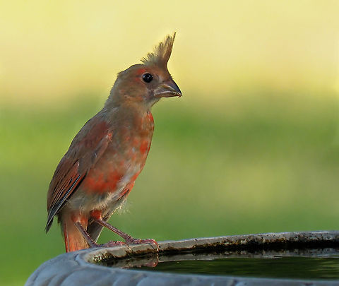 Male or Female? Cardinal with unusual splotchey colors possibly due to molting Cardinalis cardinalis,Northern Cardinal