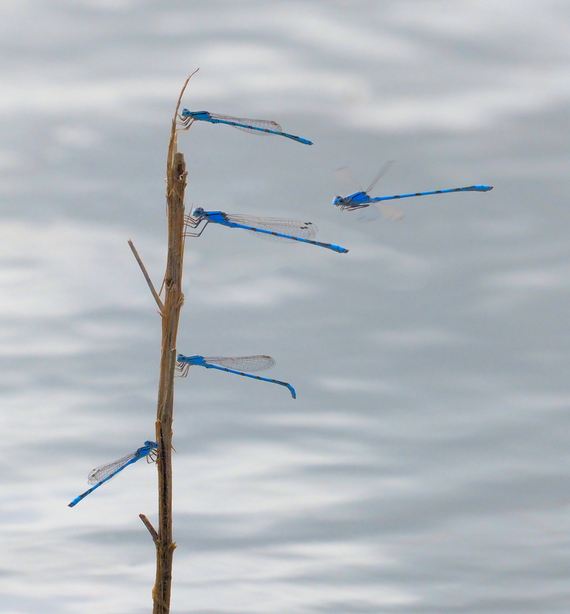 American Bluet . USA observed. ENALLAGMA Commonly called damselfly. The azure species is supposedly in Europe