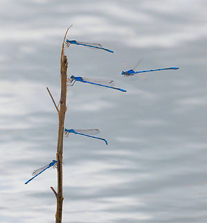 American Bluet . USA observed. ENALLAGMA Commonly called damselfly. The azure species is supposedly in Europe