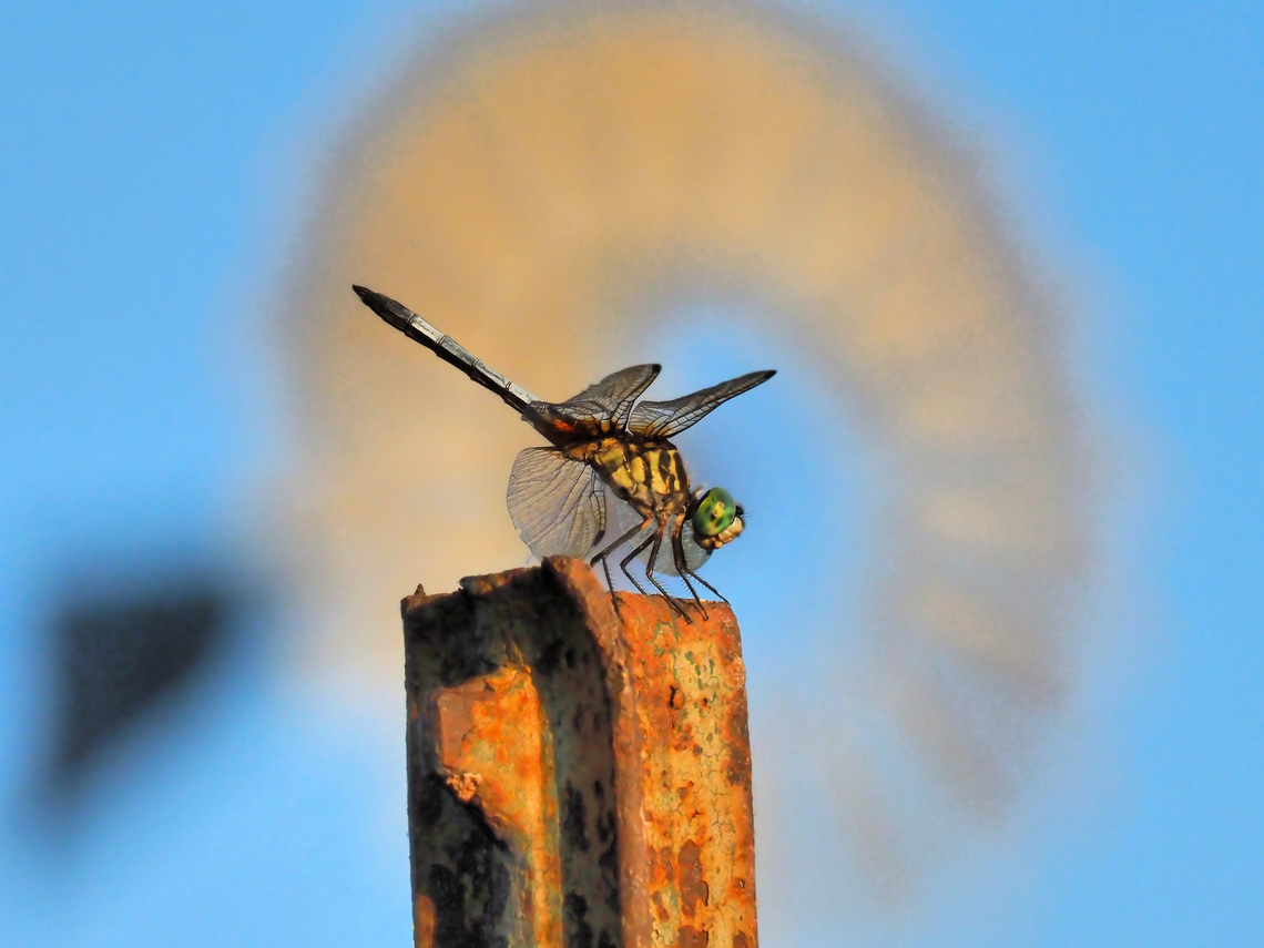 Windmill Wings (maybe Blue Dasher) An expert suggests blue dasher, Pachydiplax longipennis rather than Pond Hawk(Erythemis simplicicollis) Blue dasher,Eastern pondhawk,Erythemis simplicicollis,Pachydiplax longipennis