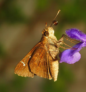 Clouded Skipper on salvia maybe Lerema accius.  Coiled proboscis works like a straw. Clouded skipper,Lerema accius,skipper