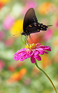 Long Legs( possibly Battusphilenor) Pipe vine swallowtail common name Battus philenor,Pipevine Swallowtail,swallow tail butterfly