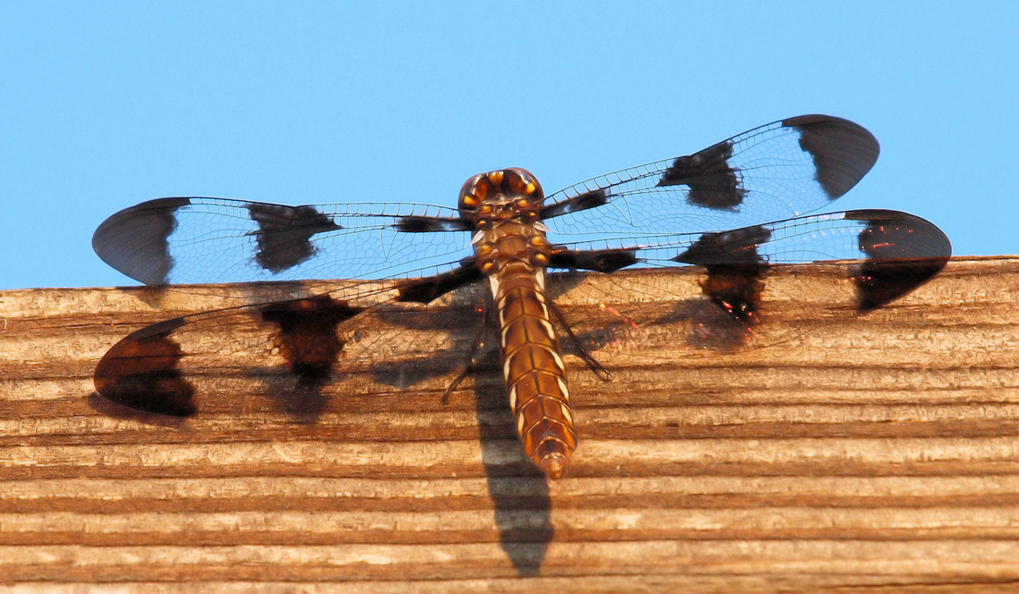 Twelve-spotted skimmer Libellula pulchella Libellula pulchella,Twelve-spotted Skimmer