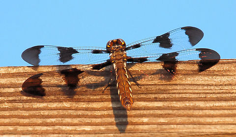 Twelve-spotted skimmer Libellula pulchella Libellula pulchella,Twelve-spotted Skimmer