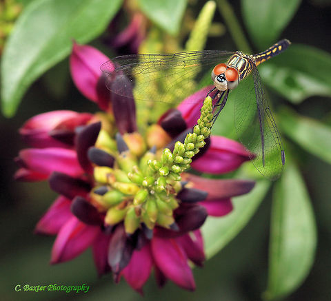 Disney Face Pachydiplax longipennis on wisteria Blue dasher,Pachydiplax longipennis